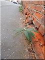 Young Buddleia in wall