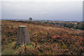 Wetley Moor trig point