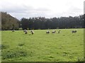 Grazing sheep, Tripp Farm