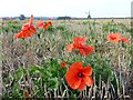 Late flowering poppies