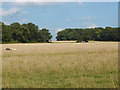 Fields and copses near Hungry Hill