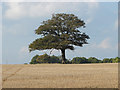 Oak, Grove Heath Court