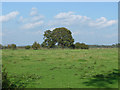 Field to the north of the A3