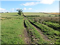 Field Track to Bankend Hill