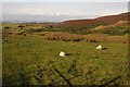 SH9660 : Upland grazing near Cwm-y-rhinwedd by Philip Halling