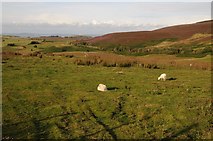 SH9660 : Upland grazing near Cwm-y-rhinwedd by Philip Halling