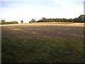 Field by Gambles Lane, Send Marsh