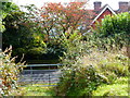 Footpath reaches Ramsdean Road at Rookery Farm