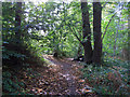 Autumn sunlight in Norsey Wood