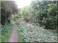 Hollinwood Branch Canal north of Littlemoss