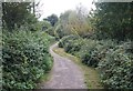 Footpath beside Cove Brook