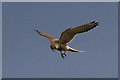 Kestrel out hunting