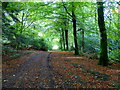 Fallen leaves, Seskinore Forest