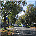 Mowbray Road in early October