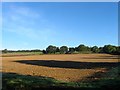 Main Meadow/Rainbow Field