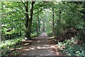 SJ2737 : Woodland Walk at Chirk Castle by Jeff Buck