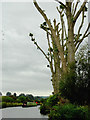 SJ9422 : Pollarded canalside poplar trees east of Stafford by Roger  Kidd