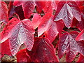 Boston Ivy; Parthenocissus tricuspidata