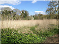 SP2965 : Old and new growth of perennial nettles in Brindley’s Field, Warwick by Robin Stott