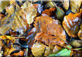 J4078 : Beech leaves, Glenlyon, Holywood (October 2014) by Albert Bridge