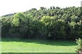 Decidious plantation on the western slopes of the Blackstaff River