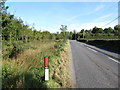 Wooded wetland alongside Loughinisland Road