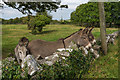 M3520 : Donkeys by Ian Capper