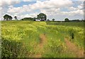 Barley near Padderbury