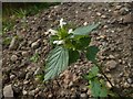 NS3678 : Common Hemp-nettle by Lairich Rig