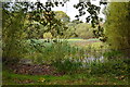 Pond on the common