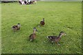 SU6356 : Ducks on the Run by Bill Nicholls