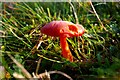 Scarlet Waxcap or Scarlet Hood (Hygrocybe coccinea)