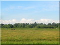 Cattle grazing north of Stafford