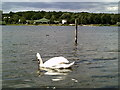 Swan on the lake at Ruislip Lido