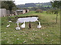 Ducks and Geese by a pond