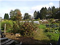 Walled garden at Ffwdgrech house