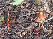 SP9314 : Fungi at College Lake, near Tring by Chris Reynolds