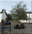 Benches around a tree in central Coleford