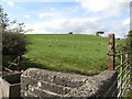 Sheep grazing on drumlin land on the west side of Bonecastle Road