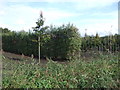 Tree nursery off Moss Lane