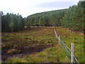 NH7077 : Forest clearing and edge near Coag, Easter Ross by ian shiell