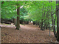 TL4406 : Walk in Parndon Wood Nature Reserve by Roger Jones