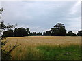 Field off the bridle path from Caughall Road, Upton-by-Chester