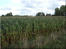 SD4213 : Maize crop off Marsh Moss Lane by JThomas