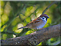 Tree sparrow at Filey Dams