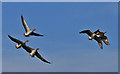 SE7170 : Greylag geese in flight by Pauline E