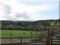 Wooded wetland west of Woodgrange Orange Hall