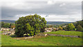 Trees in field near West Burton