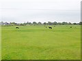 Lower Burgate, horse grazing