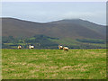 T1488 : Sheep on pasture above the Avonbeg valley by Oliver Dixon